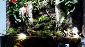 Bild aus dem Beispiel Schwarzwasserhabiat mit aufgesetzer Pflanzenwelt von Sebastian Müller