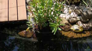 Blutweiderich (Lythrum salicaria)