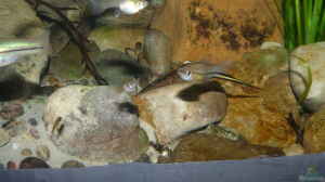 Xiphophorus kallmani im Aquarium halten