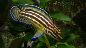 Aquarien mit Julidochromis regani