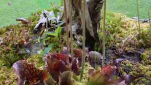 Sarracenia purpurea im Garten pflegen