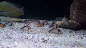 Sand als Boden im Aquarium