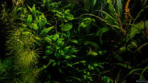 Jungle - Hauptbild für Becken