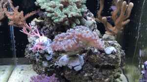Bild aus dem Beispiel Mini Premium Reef von Bavaria