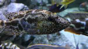 Einrichtungsbeispiele für die Haltung von Nimbochromis polystigma