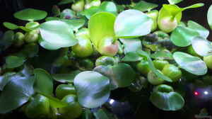 Eichhornia crassipes im Aquarium pflegen