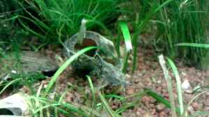 Aquarien mit Macrobrachium lanchesteri