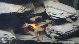 Rotkopfsalmler im Aquarium halten