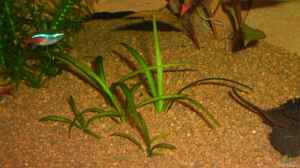 Zwergpfeilkraut (Sagittaria subulata)