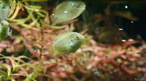 Macropodus ocellatus im Aquarium oder Teich