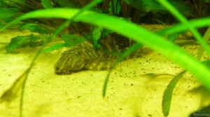 Aquarien für Peckoltia vittata