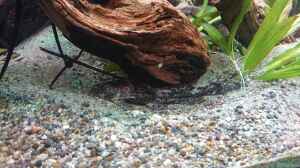 Rhinodoras gallagheri im Aquarium halten