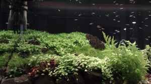 Brevibora dorsiocellata im Aquarium halten