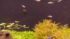 Brevibora dorsiocellata im Aquarium halten