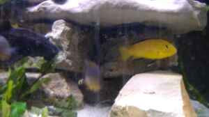 Labidochromis caeruleus spec. yellow