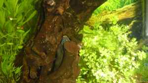 Apteronotus albifrons im Aquarium halten