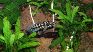 Aquarien mit Julidochromis marlieri