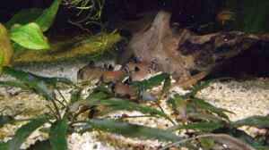 Aquarien mit Corydoras oiapoquensis