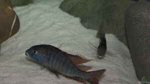 Tramitichromis sp. chirwa im Aquarium halten
