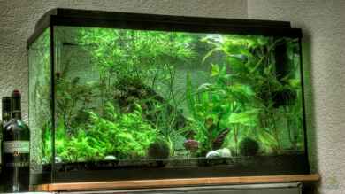 Sumatrabarben Aquarium von Tobi_88_