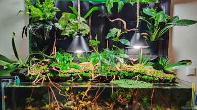 Offenes Regenwald-Aquaterrarium von xpate