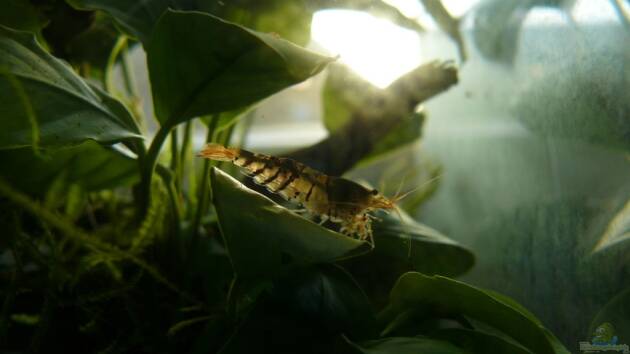 Zum Beispiel Becken 17107