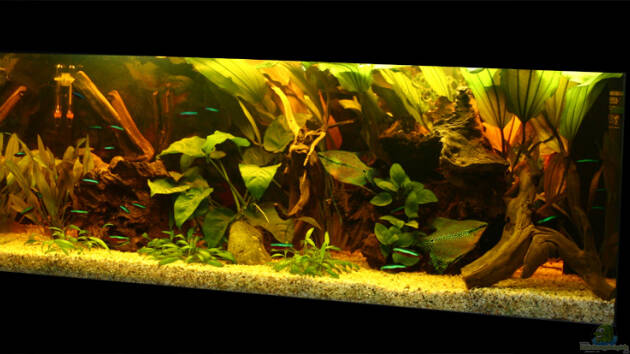 Zum Beispiel Becken 2261