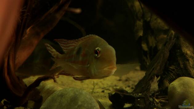 Zum Beispiel Cichlid Pearls vekauft