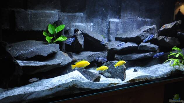 Zum Beispiel Malawidream