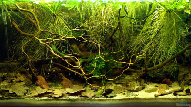 Zum Beispiel Südamerika Biotop