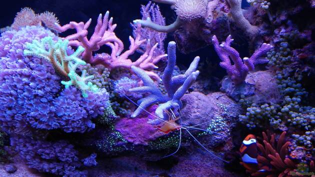 Zum Beispiel Juwel Rio 180