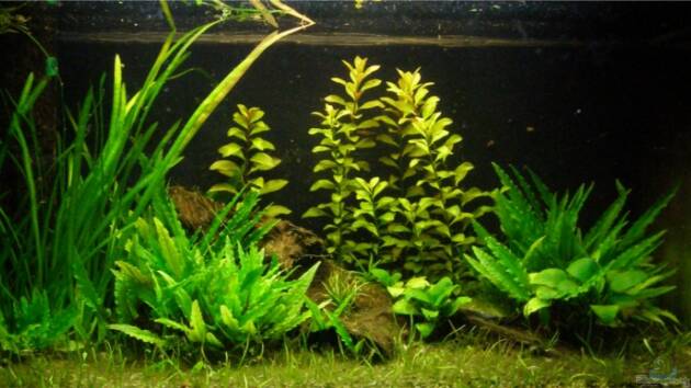 Zum Beispiel Becken 7189