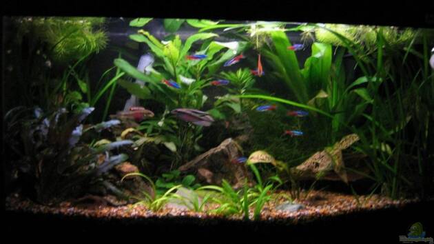 Zum Beispiel Becken 8492