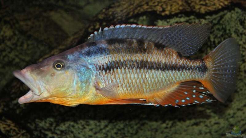 Einrichtungsbeispiele für die Haltung von Tyrannochromis maculiceps im Aquarium