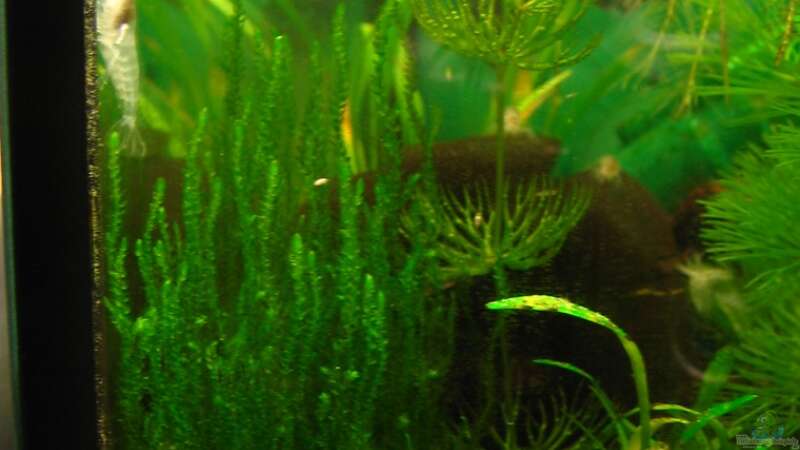 Aquarien mit Taxiphyllum spec. Flammenmoos