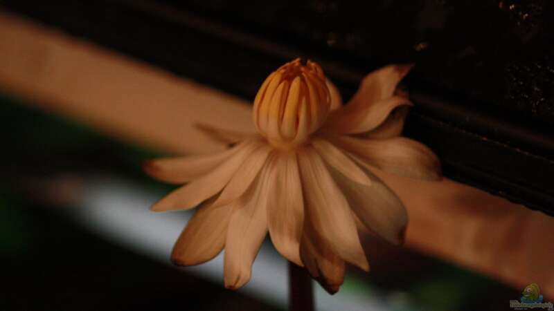 Lotus-blüte von balzman (4)