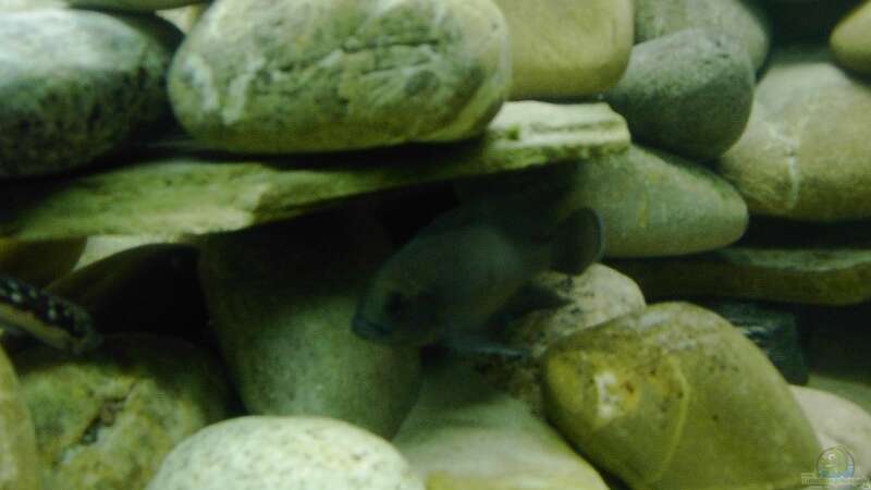 Variabilichromis moorii im Aquarium halten (Einrichtungsbeispiele für Variabilichromis moorii)