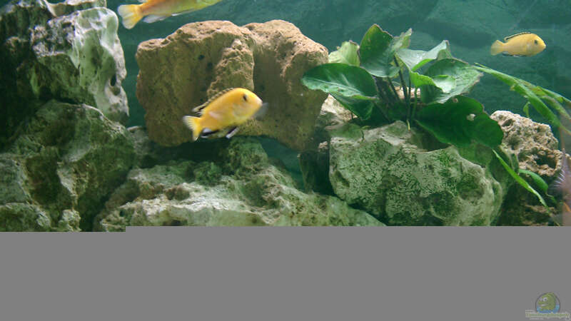 Aquarium Becken 1226 von Alexandra Bijok (5)