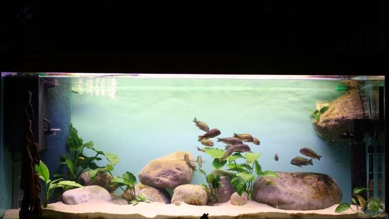 Einrichtungsbeispiele für die Haltung von Tropheus moorii "Murago" im Aquarium
