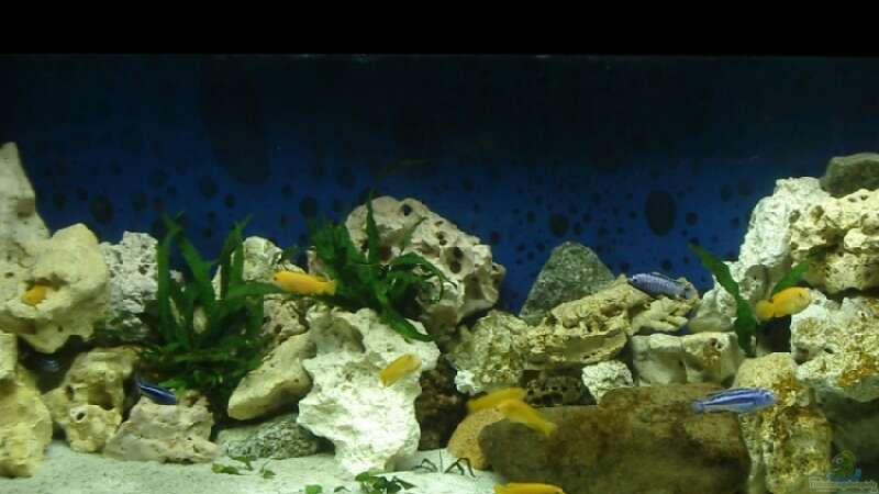 Aquarium Hauptansicht von Becken 13025