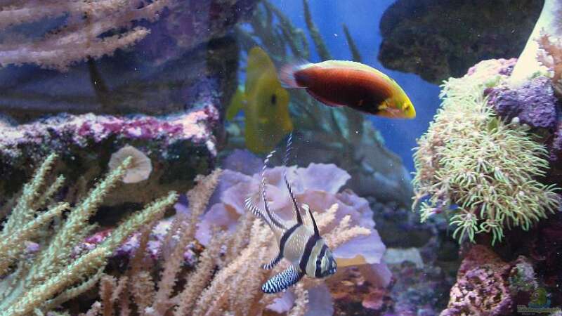 Halichoeres iridis im Aquarium halten (Einrichtungsbeispiele für Gelbkopfjunker)