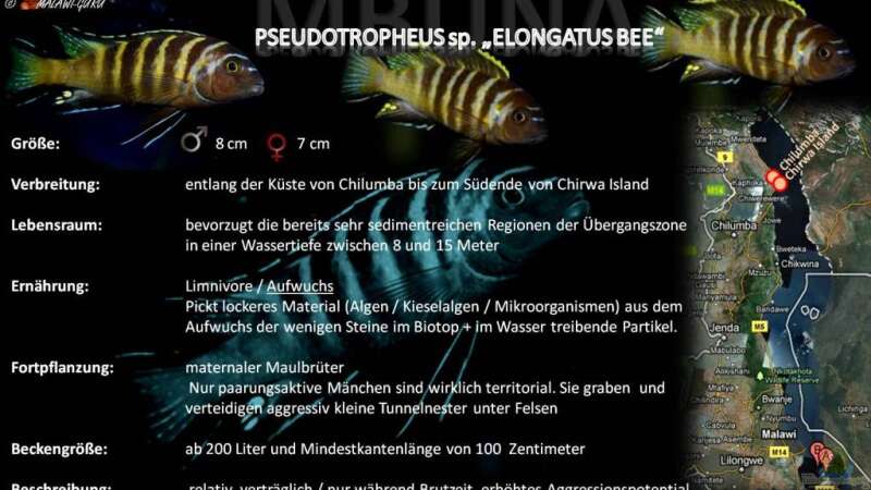 Artentafel - Pseudotropheus sp. "elongatus bee"