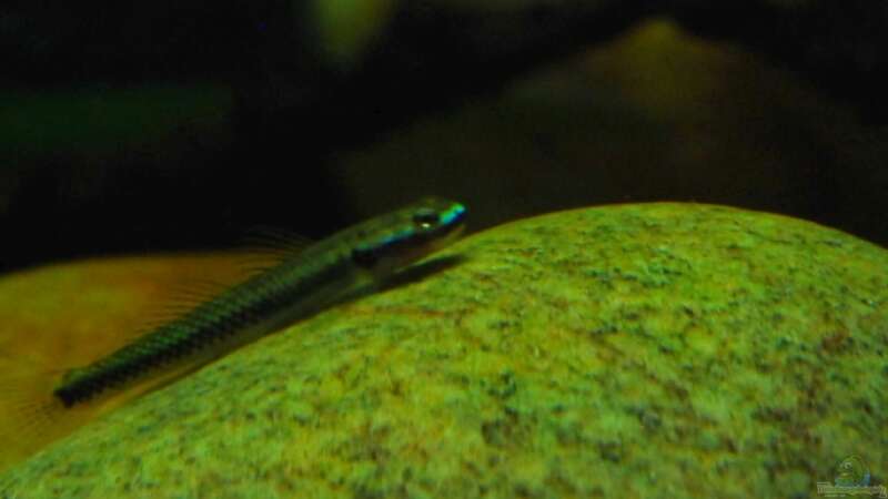 Stiphodon elegans im Aquarium halten (Einrichtungsbeispiele für Neongrundeln)