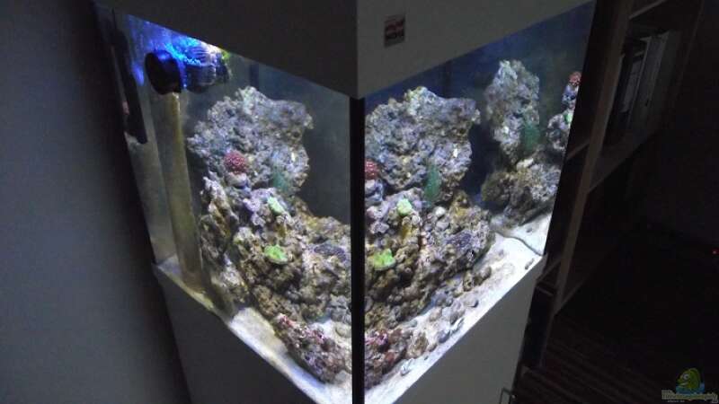 Aquarium Hauptansicht von Midi-Cube Meerwasser