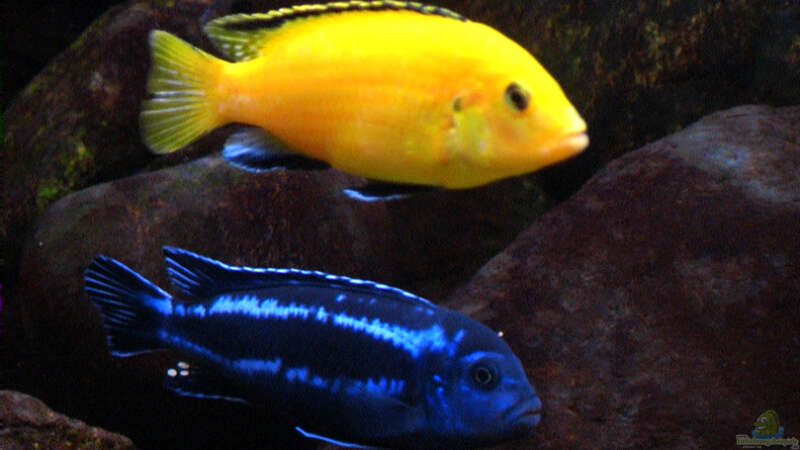 Einrichtungsbeispiele mit Melanochromis maingano / cyaneorhabdos (Einrichtungsbeispiele für Stahlblauer Maulbrüter)