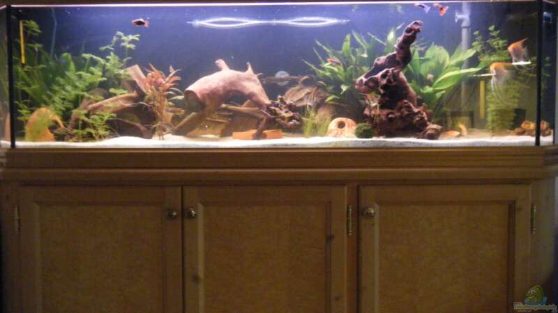 Mein erstes Aquarium von Tommy&Hanny (1)