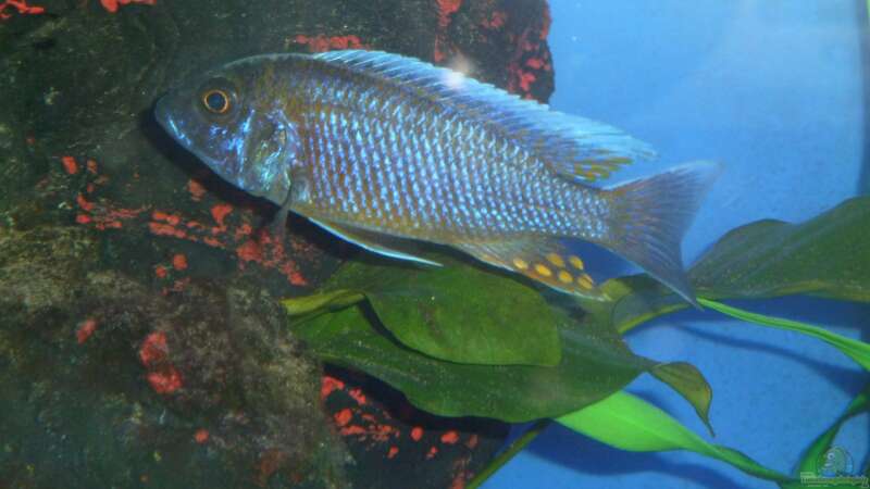 Einrichtungsbeispiele für Placidochromis phenochilus (Weißlippen Phenochilus)
