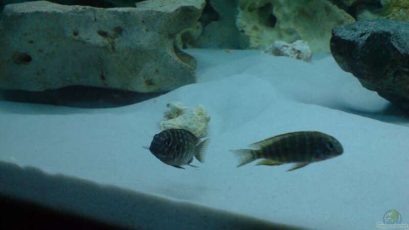 Tropheus im Aquarium halten (Einrichtungsbeispiele für Brabantbuntbarsche)