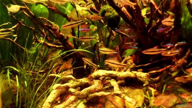 Rasbora trilineata im Aquarium halten (Einrichtungsbeispiele für Glasbärblinge)