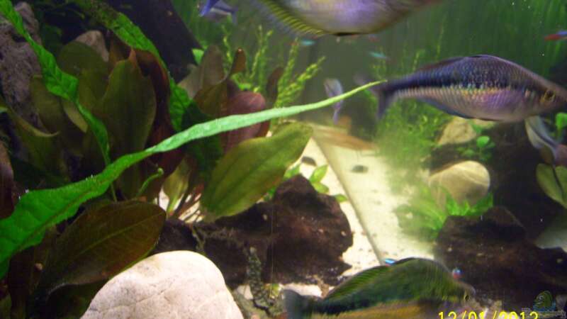 Aquarien mit Melanotaenia lacustris (Aquamarin-Regenbogenfisch)